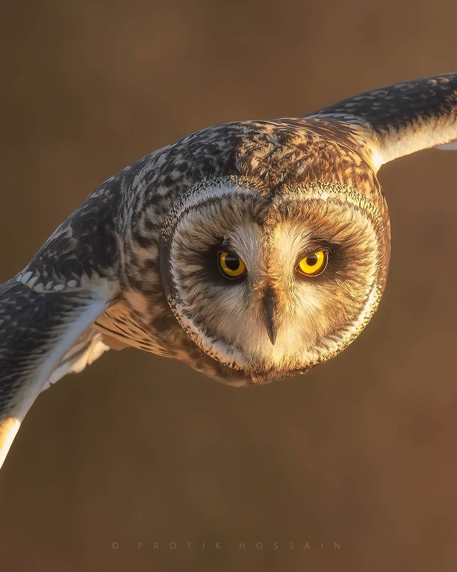 Enchanting Owl Photos Amidst Forests By Protik Hossain