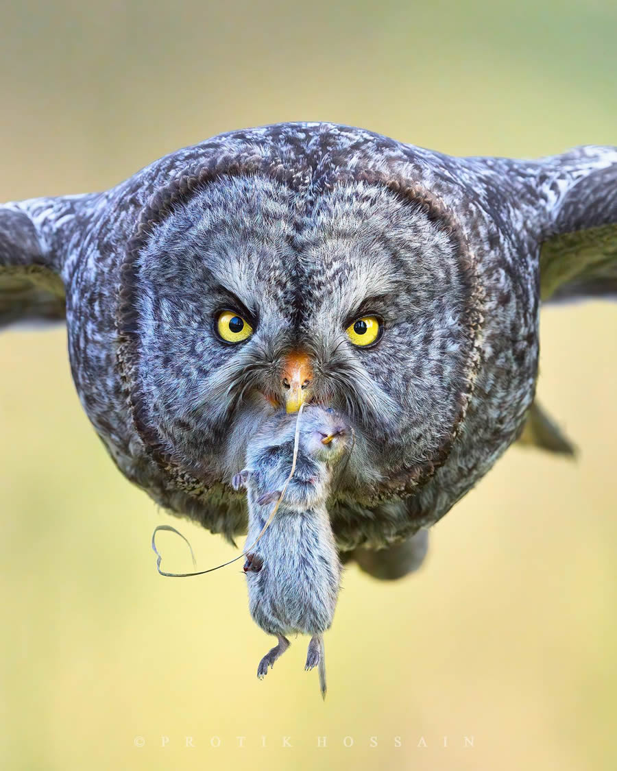 Enchanting Owl Photos Amidst Forests By Protik Hossain