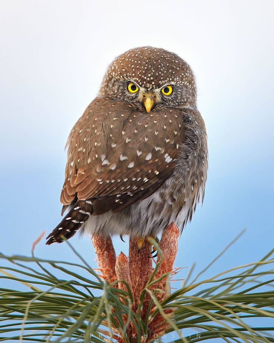 Enchanting Owl Photos Amidst Forests By Protik Hossain