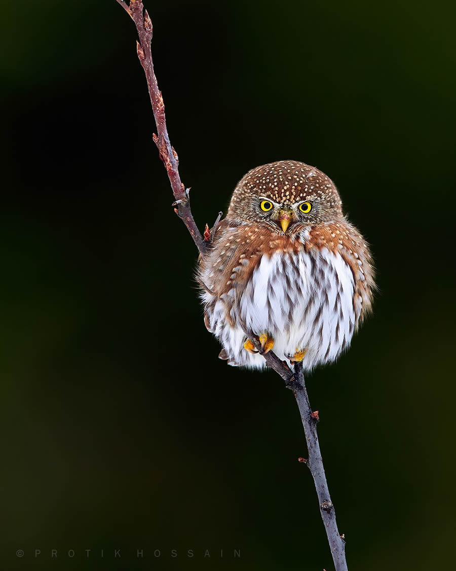 Enchanting Owl Photos Amidst Forests By Protik Hossain