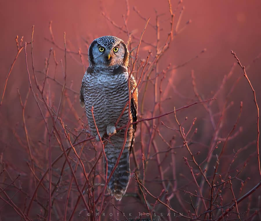 Enchanting Owl Photos Amidst Forests By Protik Hossain