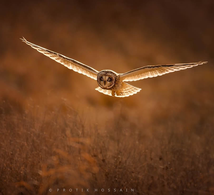 Enchanting Owl Photos Amidst Forests By Protik Hossain