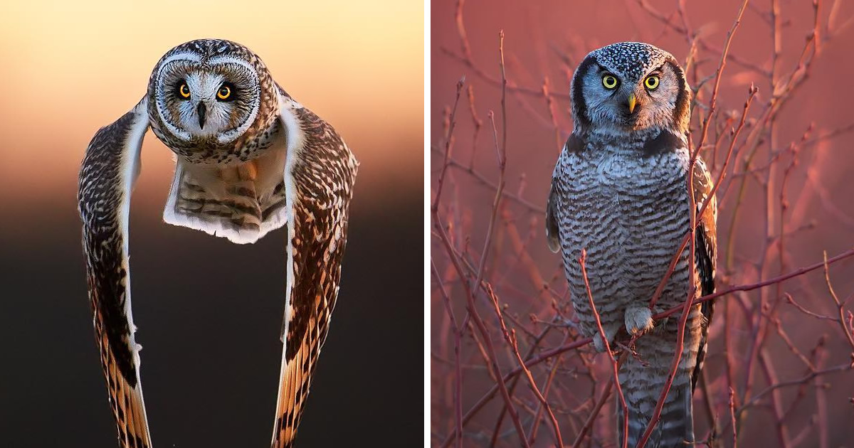 Award-Winning Photographer Protik Hossain Captures Enchanting Owl Photos Amidst Forests