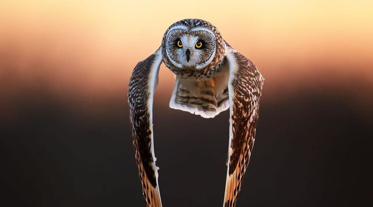 Enchanting Owl Photos Amidst Forests By Protik Hossain