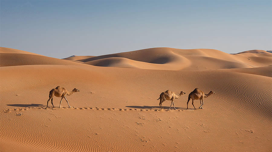 The Empty Quarter Expansive Deserts By Maxime Daviron