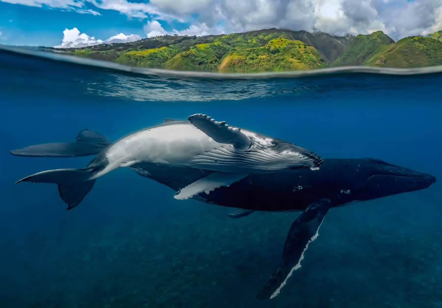 Underwater 35 Photography Awards Winners