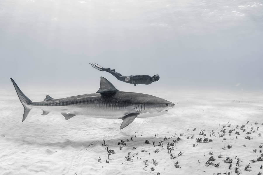 Underwater 35 Photography Awards Winners