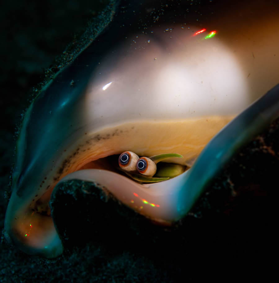 Underwater 35 Photography Awards Winners