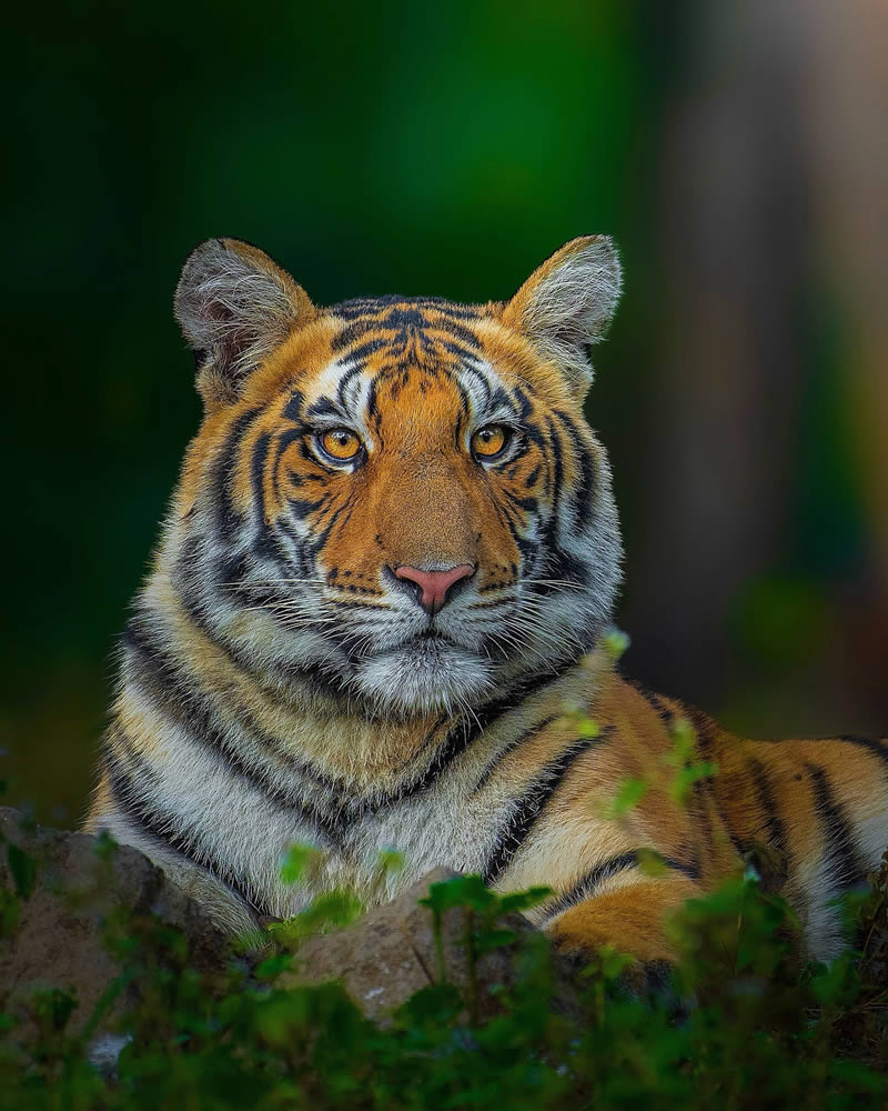 Indian Wildlife Photography by Sadananda Koppalkar