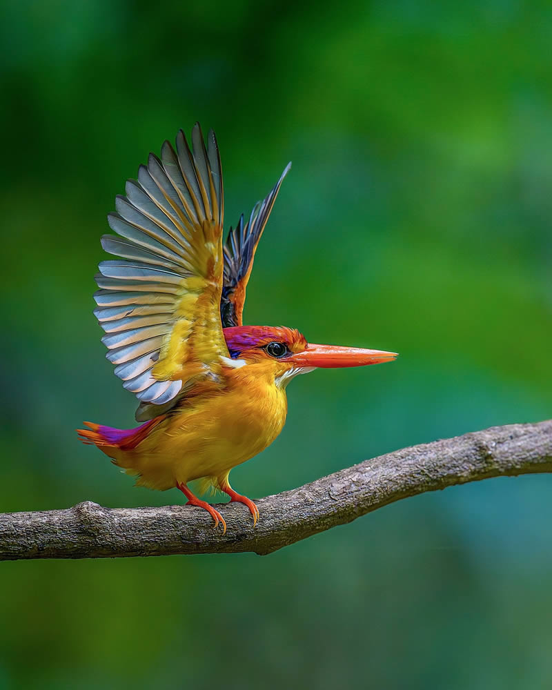 Indian Wildlife Photography by Sadananda Koppalkar