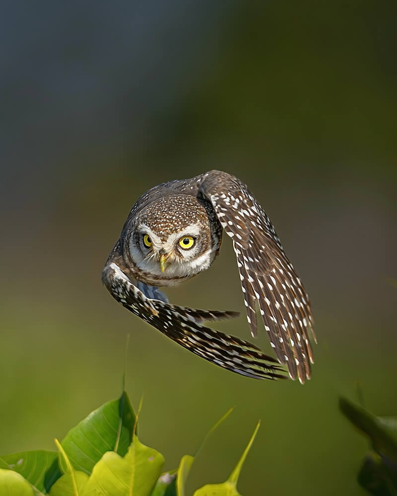 Indian Wildlife Photography by Sadananda Koppalkar