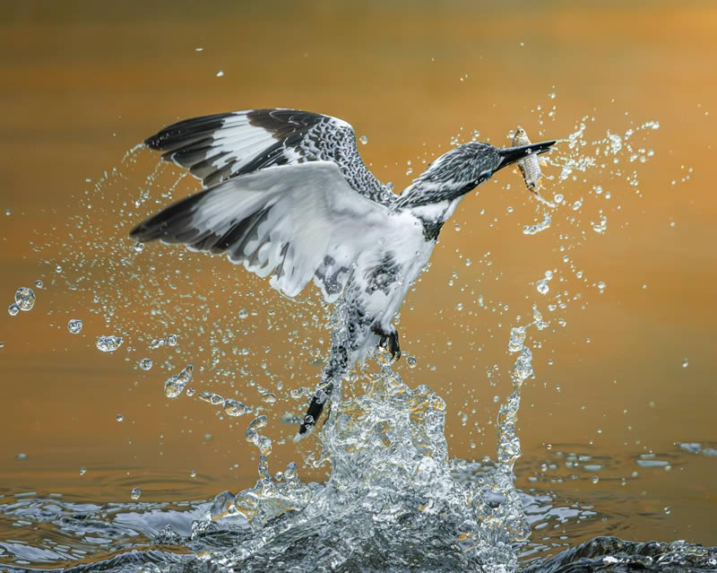 Indian Wildlife Photography by Sadananda Koppalkar