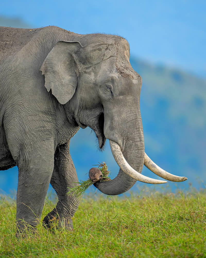 Indian Wildlife Photography by Sadananda Koppalkar