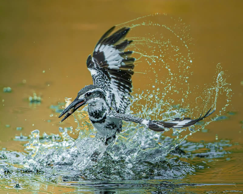 Indian Wildlife Photography by Sadananda Koppalkar