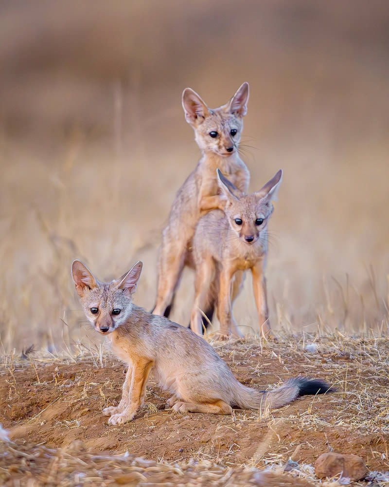 Indian Wildlife Photography by Sadananda Koppalkar