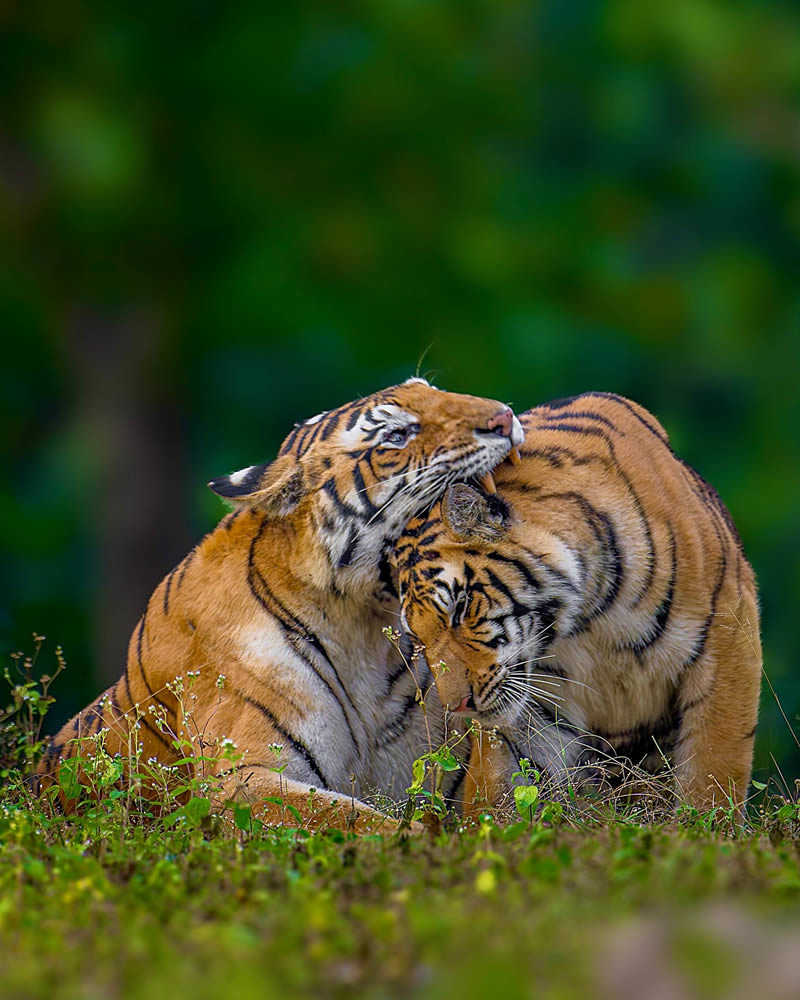 Indian Wildlife Photography by Sadananda Koppalkar