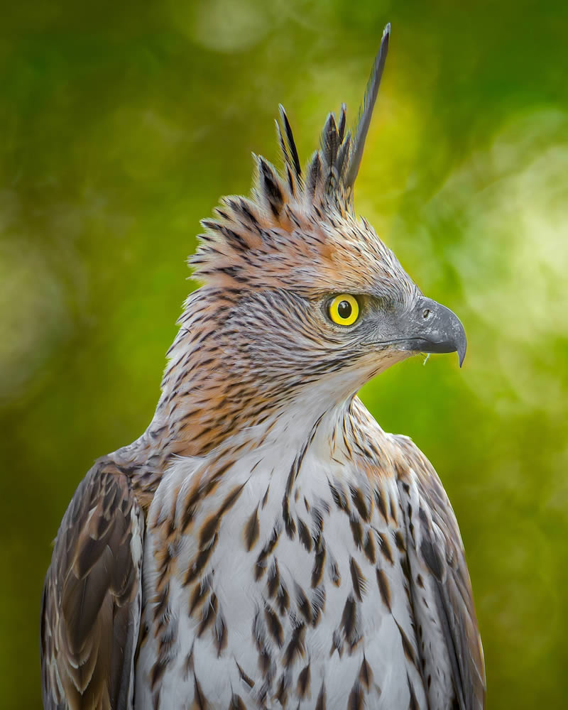 Indian Wildlife Photography by Sadananda Koppalkar