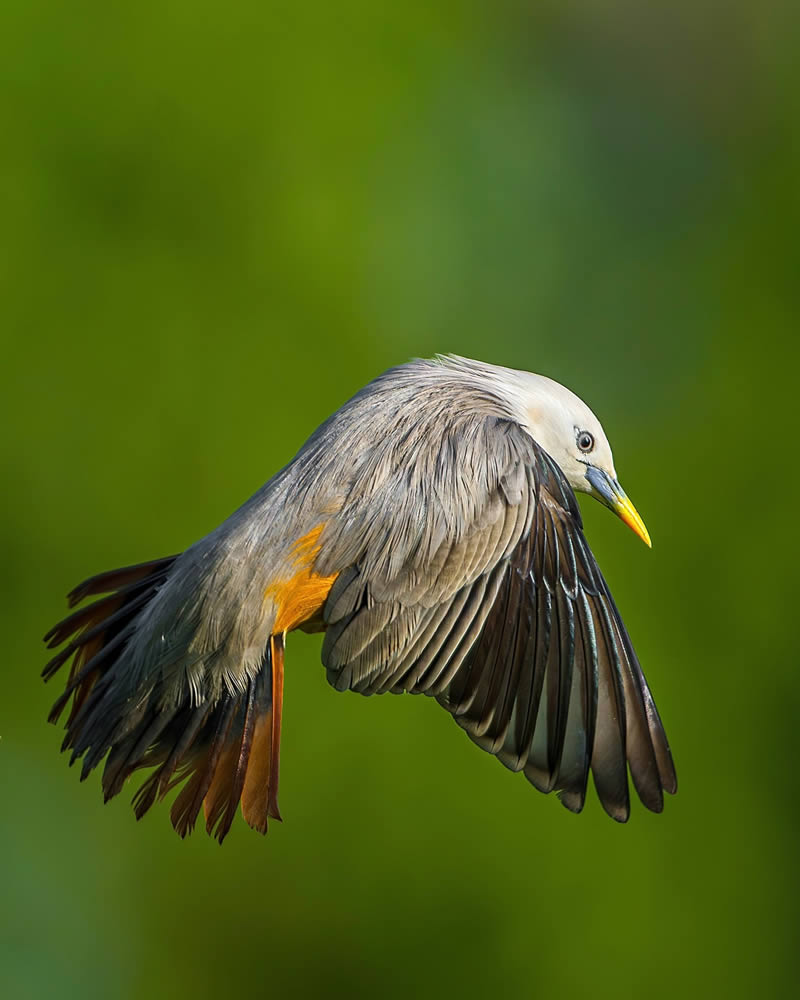 Indian Wildlife Photography by Sadananda Koppalkar