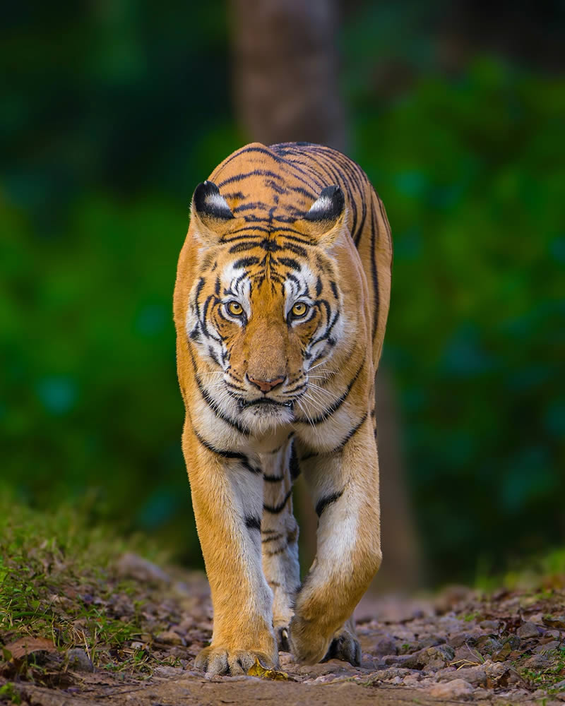 Indian Wildlife Photography by Sadananda Koppalkar