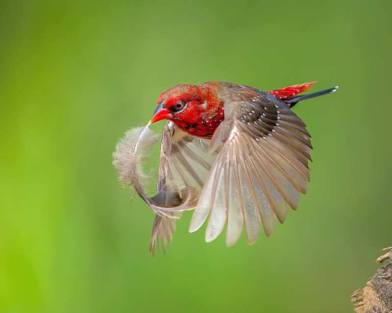 Indian Wildlife Photography by Sadananda Koppalkar