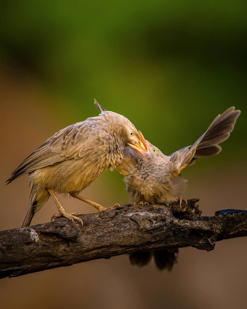 Indian Wildlife Photography by Sadananda Koppalkar