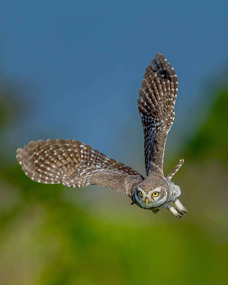 Indian Wildlife Photography by Sadananda Koppalkar