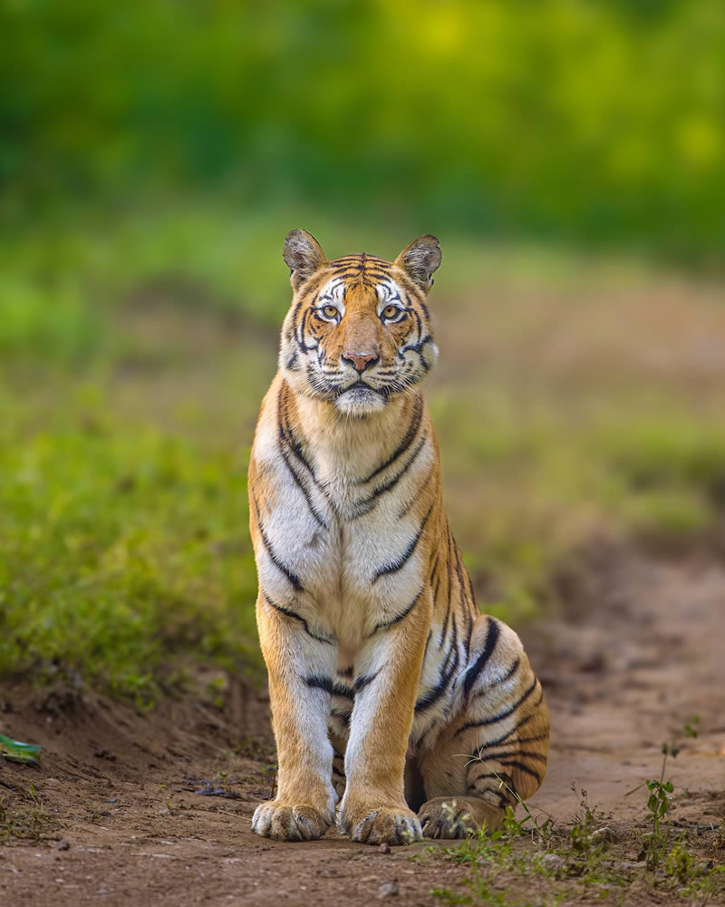 Indian Wildlife Photography by Sadananda Koppalkar