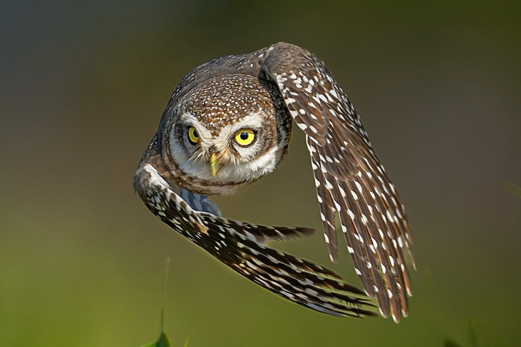 Indian Wildlife Photography by Sadananda Koppalkar
