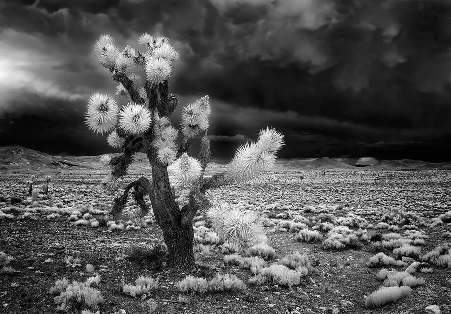 Black-And-White Winning Photos From The AAP Magazine Awards