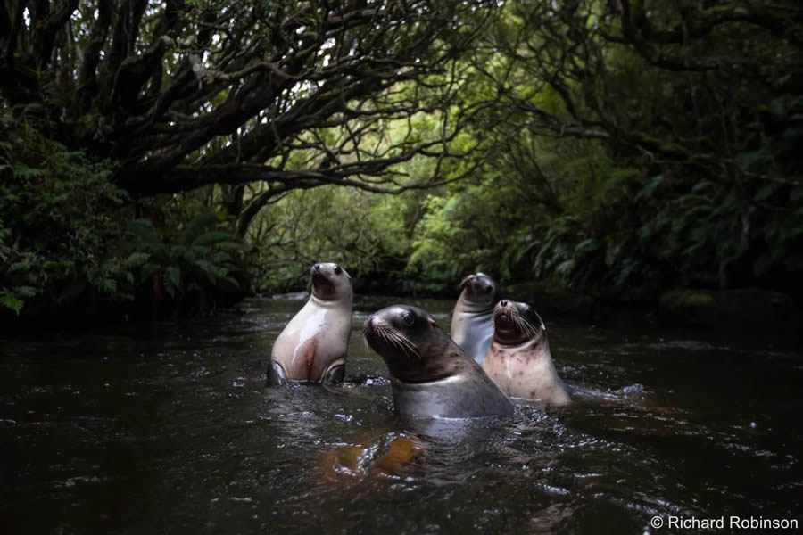 2024 Australian Geographic Nature Photographer of the Year Winners