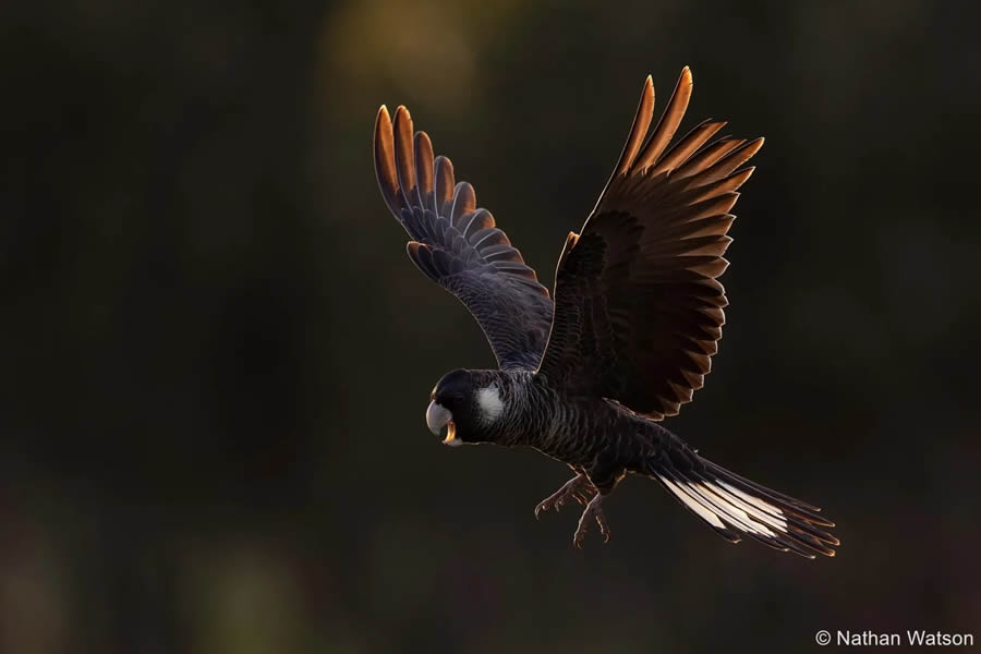 2024 Australian Geographic Nature Photographer of the Year Winners