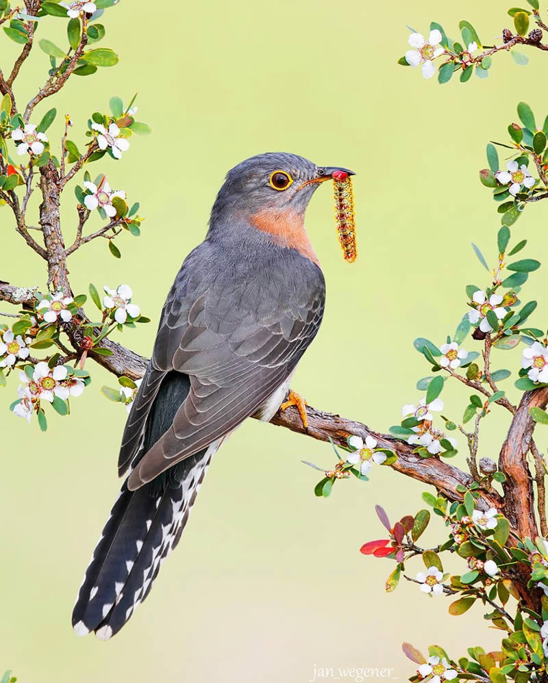 Nature Photographer Jan Wegener Captures Artistic Bird Photos In Their 