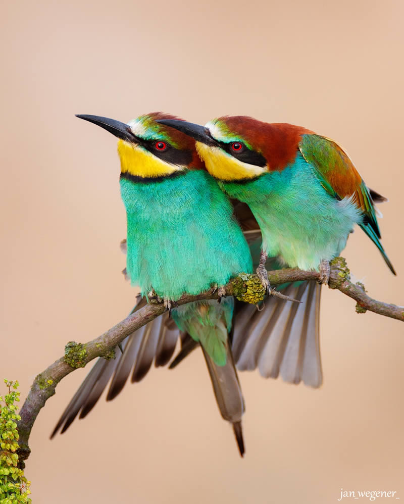 Nature Photographer Jan Wegener Captures Artistic Bird Photos In Their 
