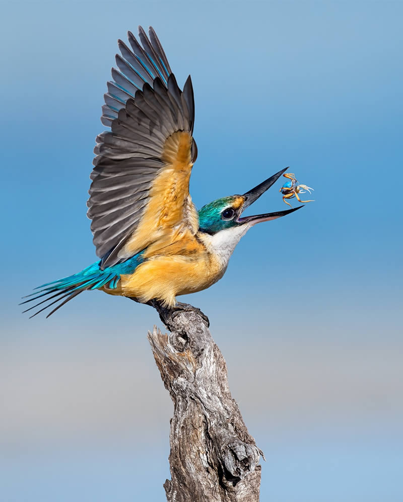 Nature Photographer Jan Wegener Captures Artistic Bird Photos In Their 