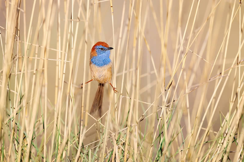 Artistic Bird Photography By Jan Wegener