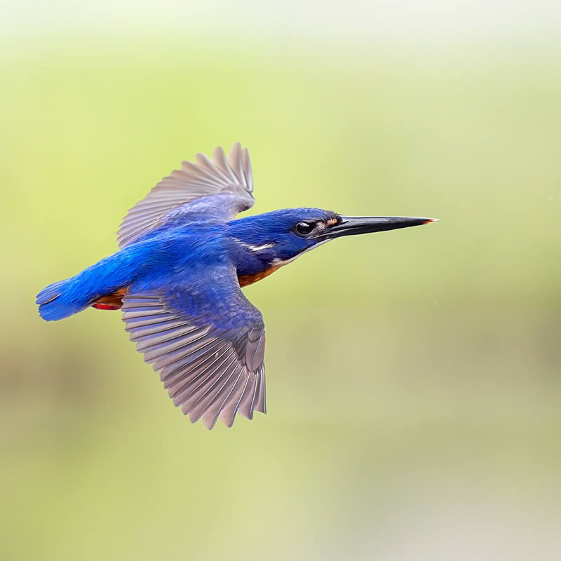 Nature Photographer Jan Wegener Captures Artistic Bird Photos In Their 