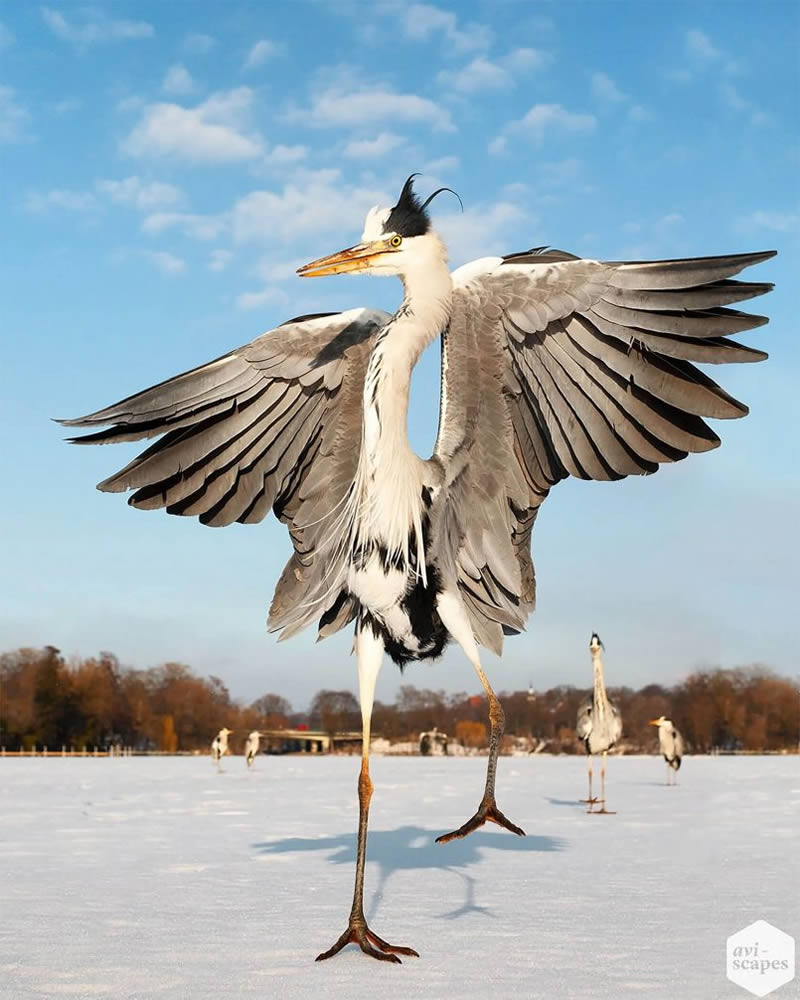 Nature Photographer Jan Wegener Captures Artistic Bird Photos In Their ...