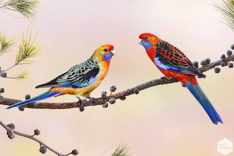 Nature Photographer Jan Wegener Captures Artistic Bird Photos In Their 