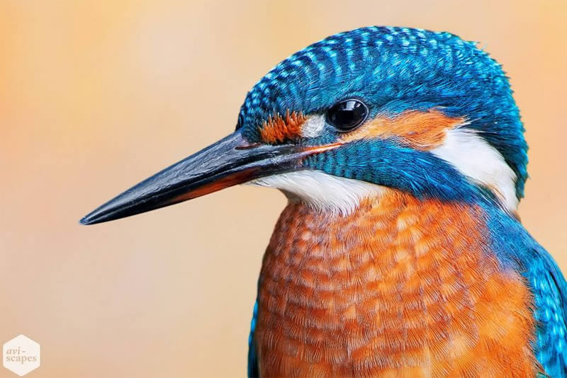 Nature Photographer Jan Wegener Captures Artistic Bird Photos In Their 