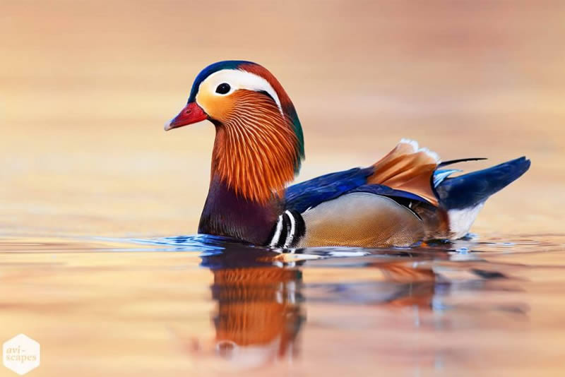 Nature Photographer Jan Wegener Captures Artistic Bird Photos In Their 