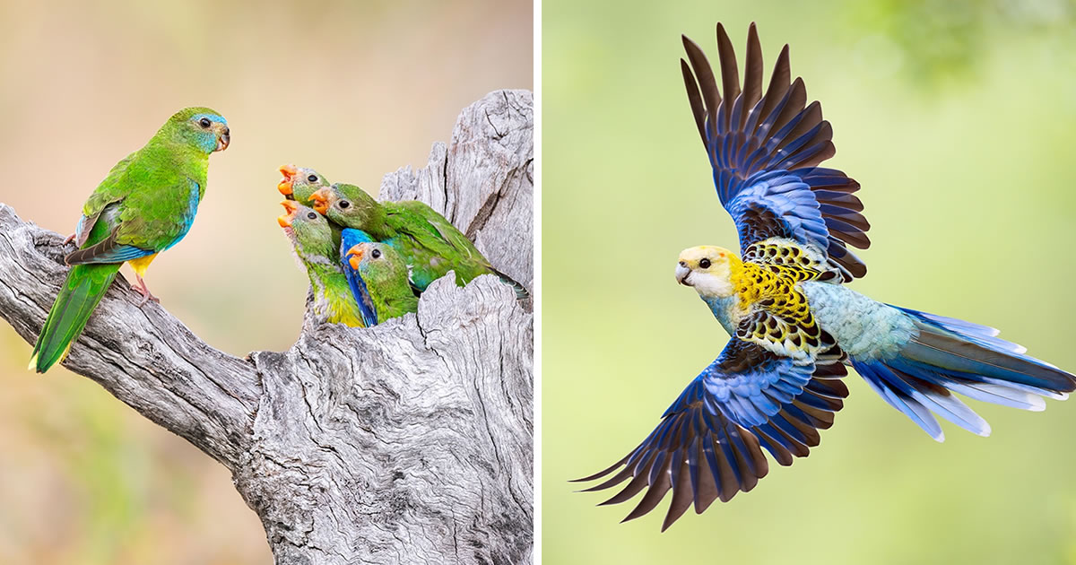 Nature Photographer Jan Wegener Captures Artistic Bird Photos In Their Natural Habitat