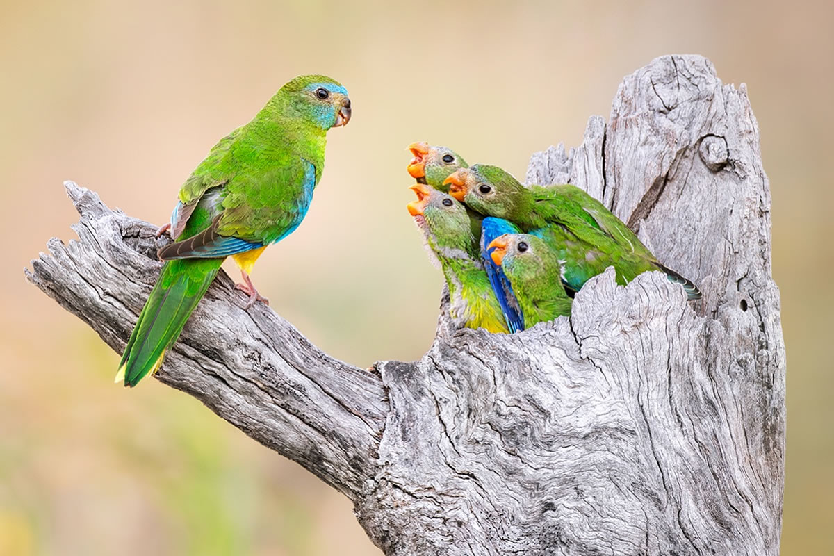 Artistic Bird Photography By Jan Wegener