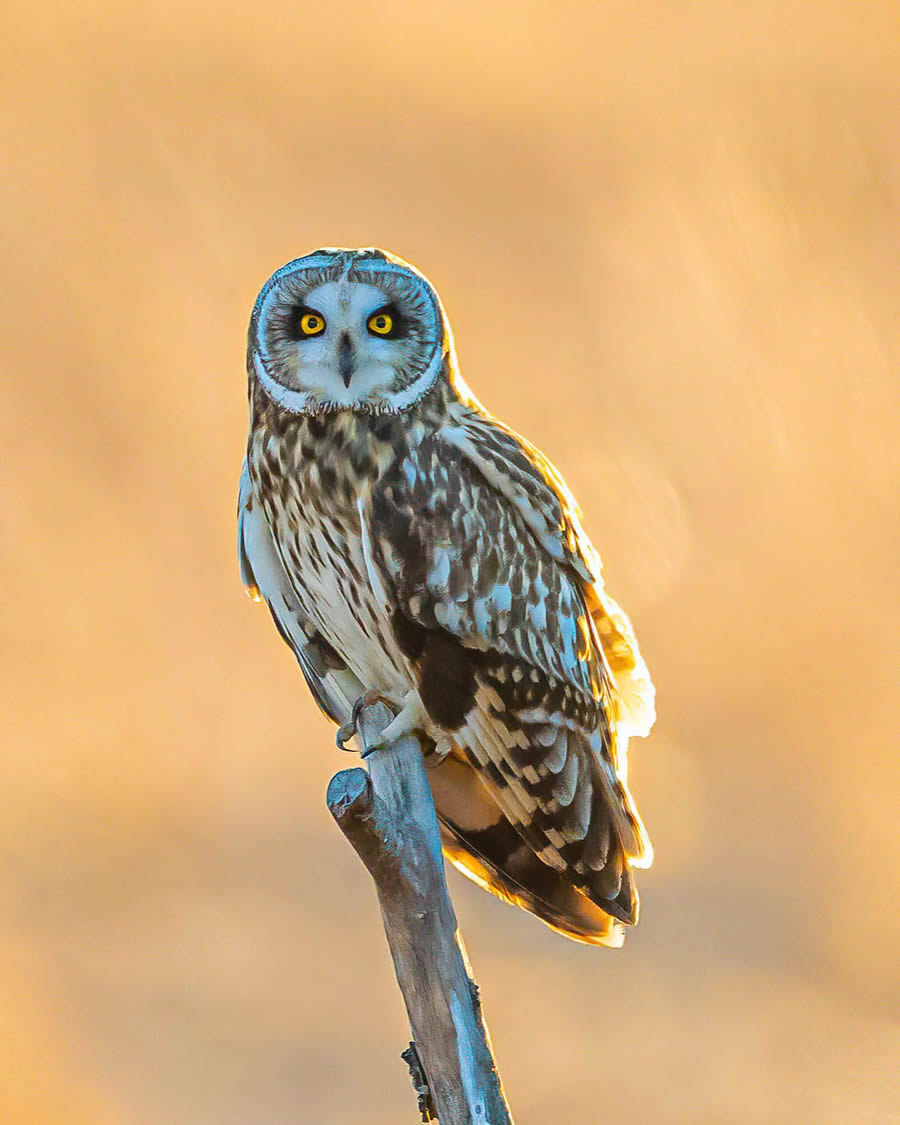 Bird Photography By Juha Murtoniemi