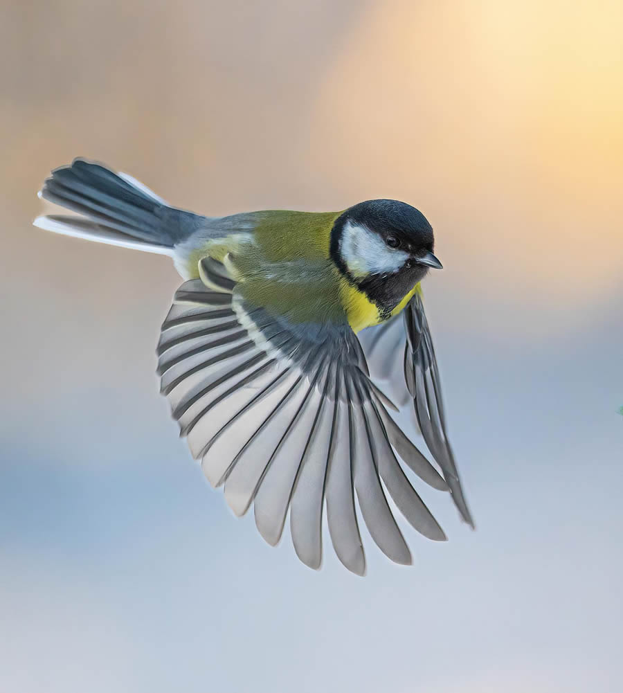 Bird Photography By Juha Murtoniemi