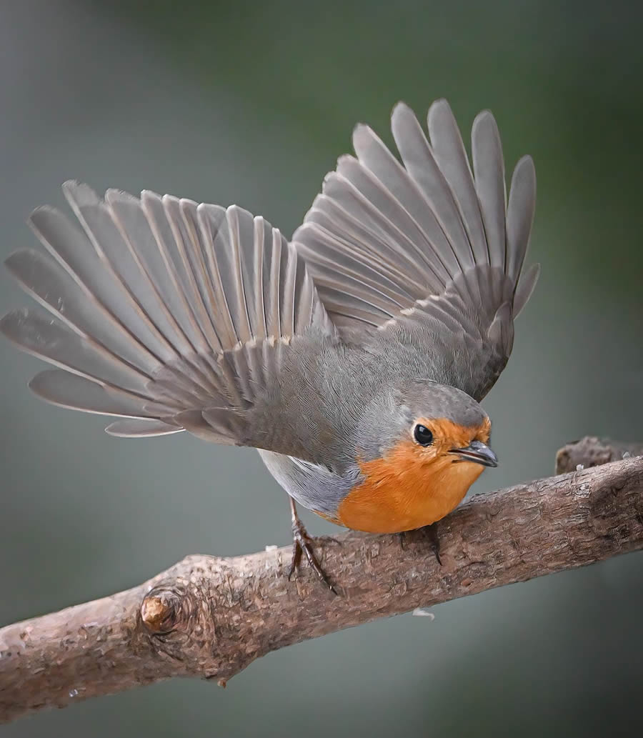 Bird Photography By Juha Murtoniemi