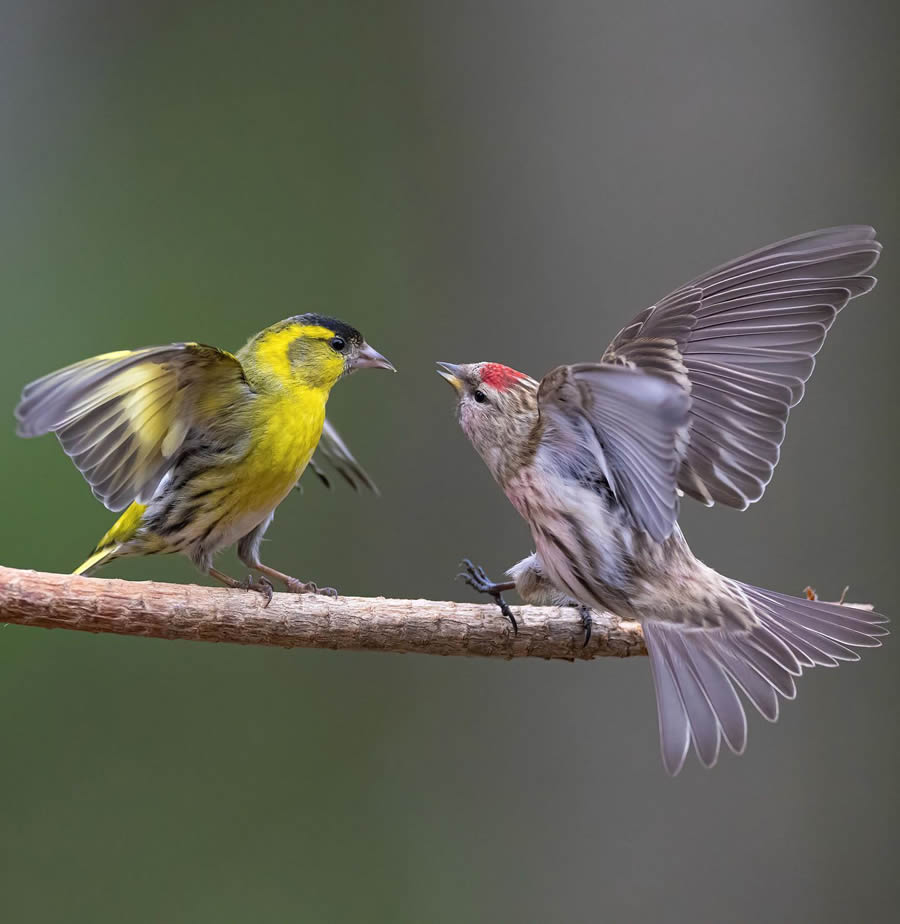 Bird Photography By Juha Murtoniemi