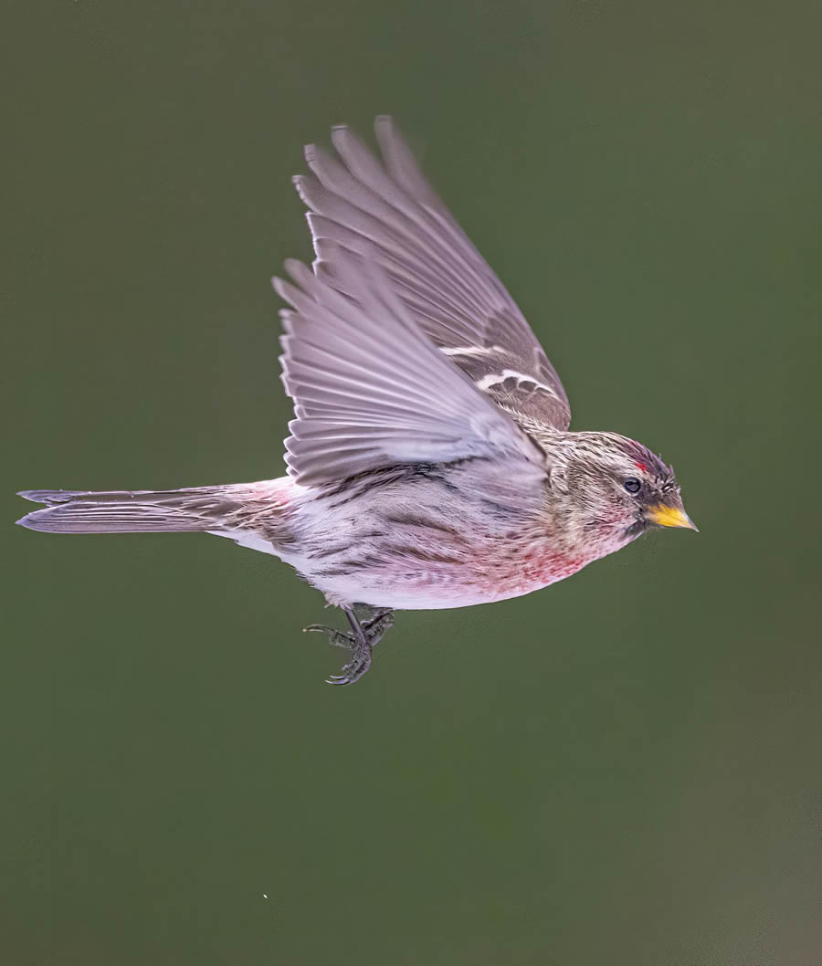 Bird Photography By Juha Murtoniemi