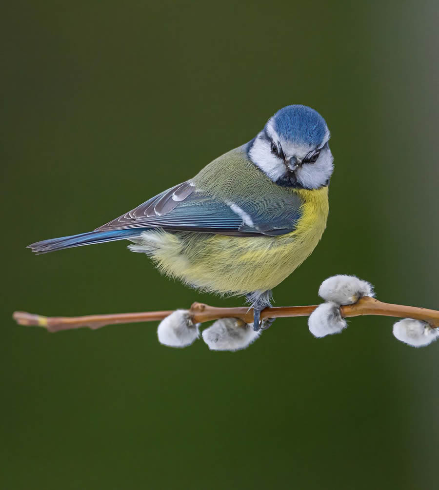 Bird Photography By Juha Murtoniemi