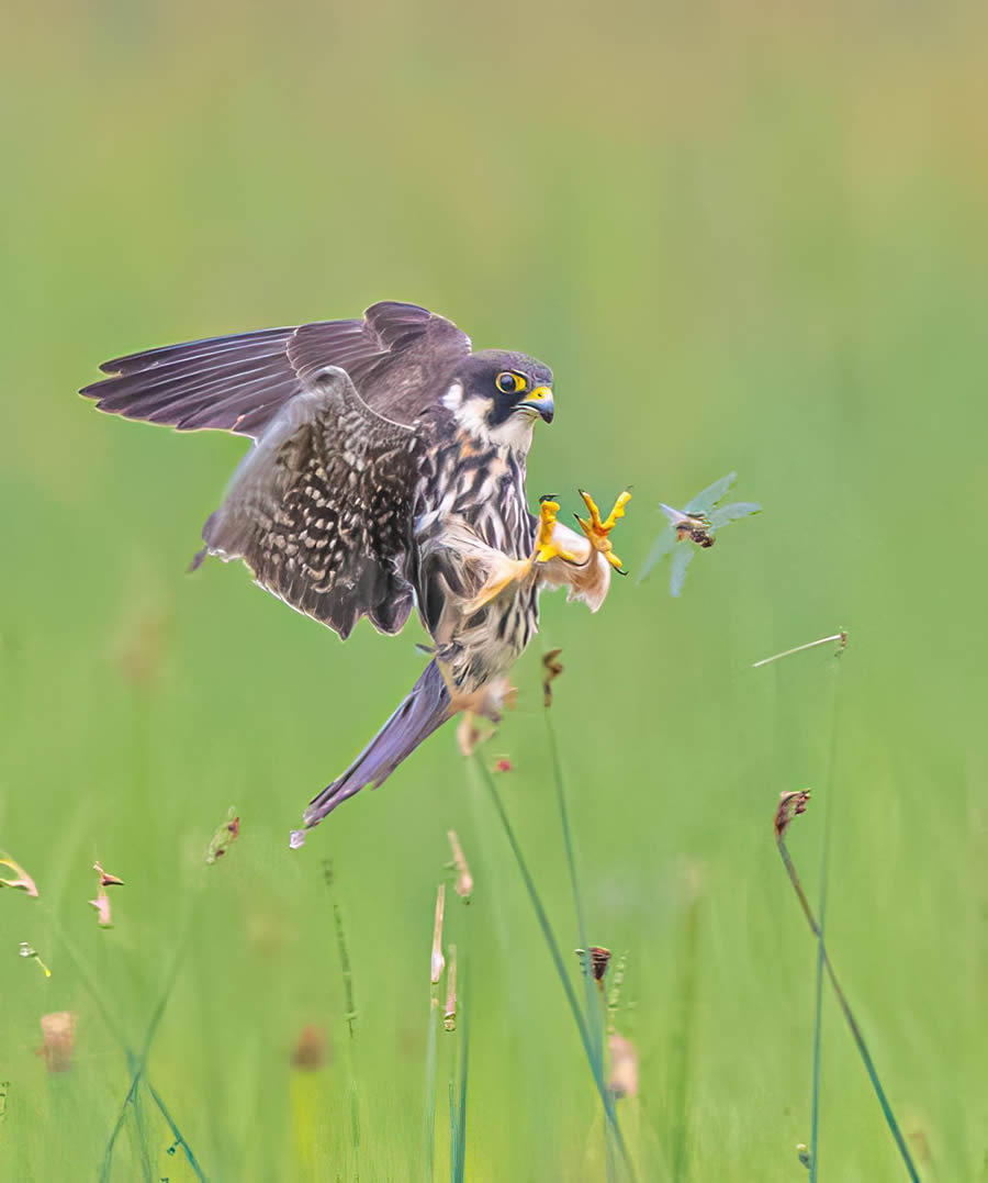 Bird Photography By Juha Murtoniemi