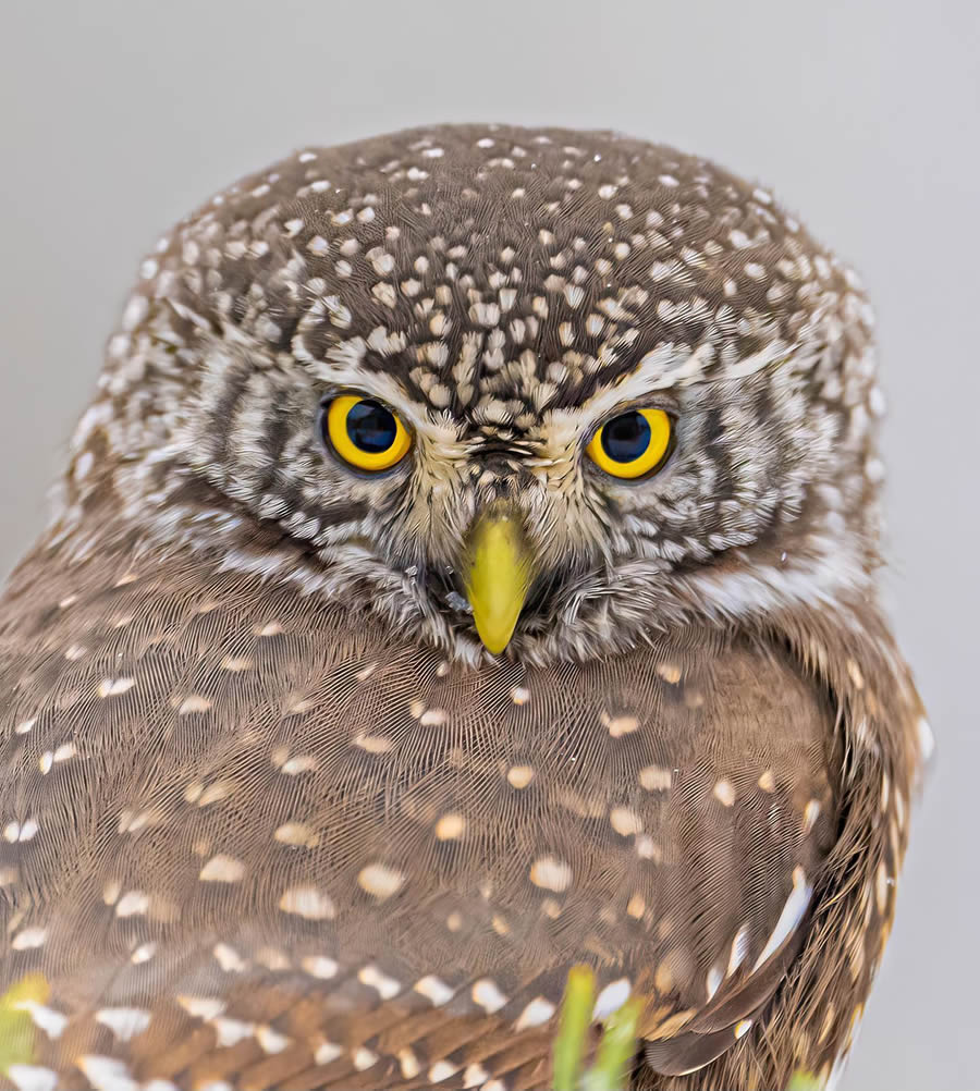 Bird Photography By Juha Murtoniemi